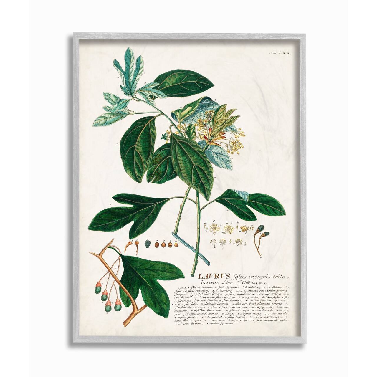 Stupell Industries Botanical Green Plant Illustration Gray Framed Wall Art